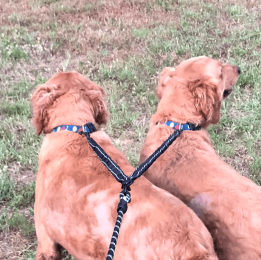 Dual Bungee Leash Add-On (Color: Pink)