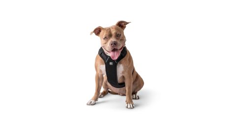 GF PET Travel Harness -Black (Size: M)