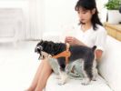 Pet Life Â® 'Ever-Craft' Boutique Series Adjustable Designer Leather Dog Harness