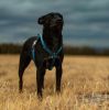 Pet Life Â® 'Escapade' Outdoor Series 2-in-1 Convertible Dog Leash and Harness