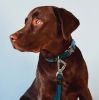 Pet Life Â® 'Escapade' Outdoor Series 2-in-1 Convertible Dog Leash and Collar